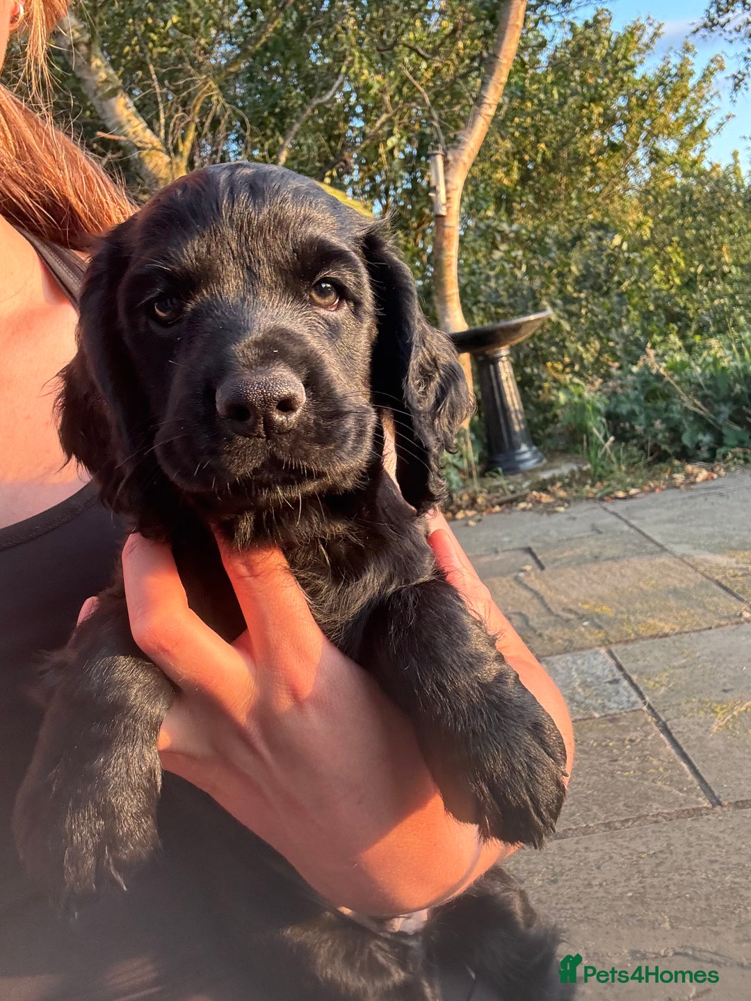 Cocker Spaniel dogs for sale: Fun & affectionate cocker spaniels ready 21st Aug - Image 2