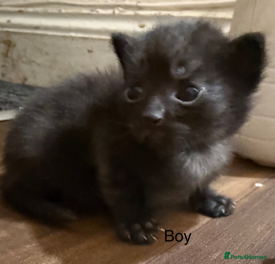 Mixed Breed cats for sale: 1 beautiful girl kitty left ready now - Image 8