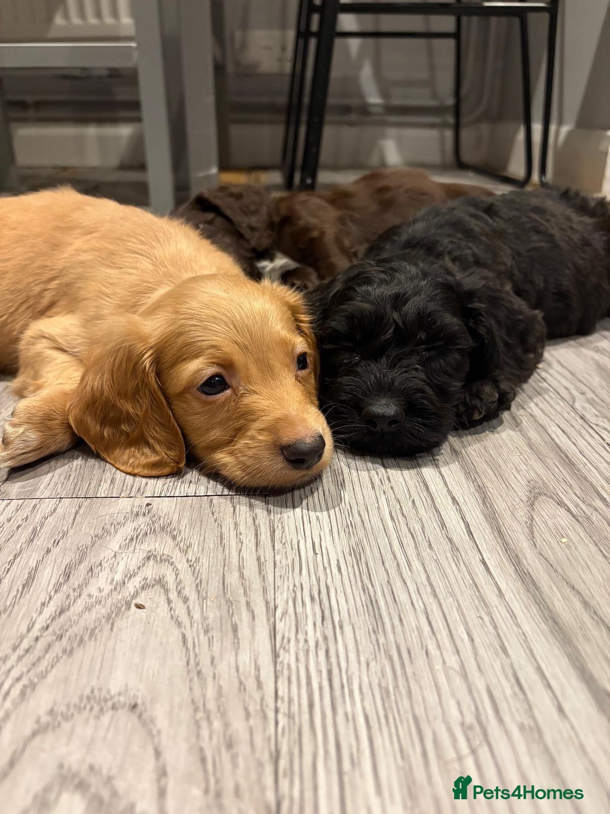 Cockapoo dogs Beautiful pups - Advert 1