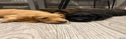 Cockapoo dogs for sale: Beautiful pups - Advert 1