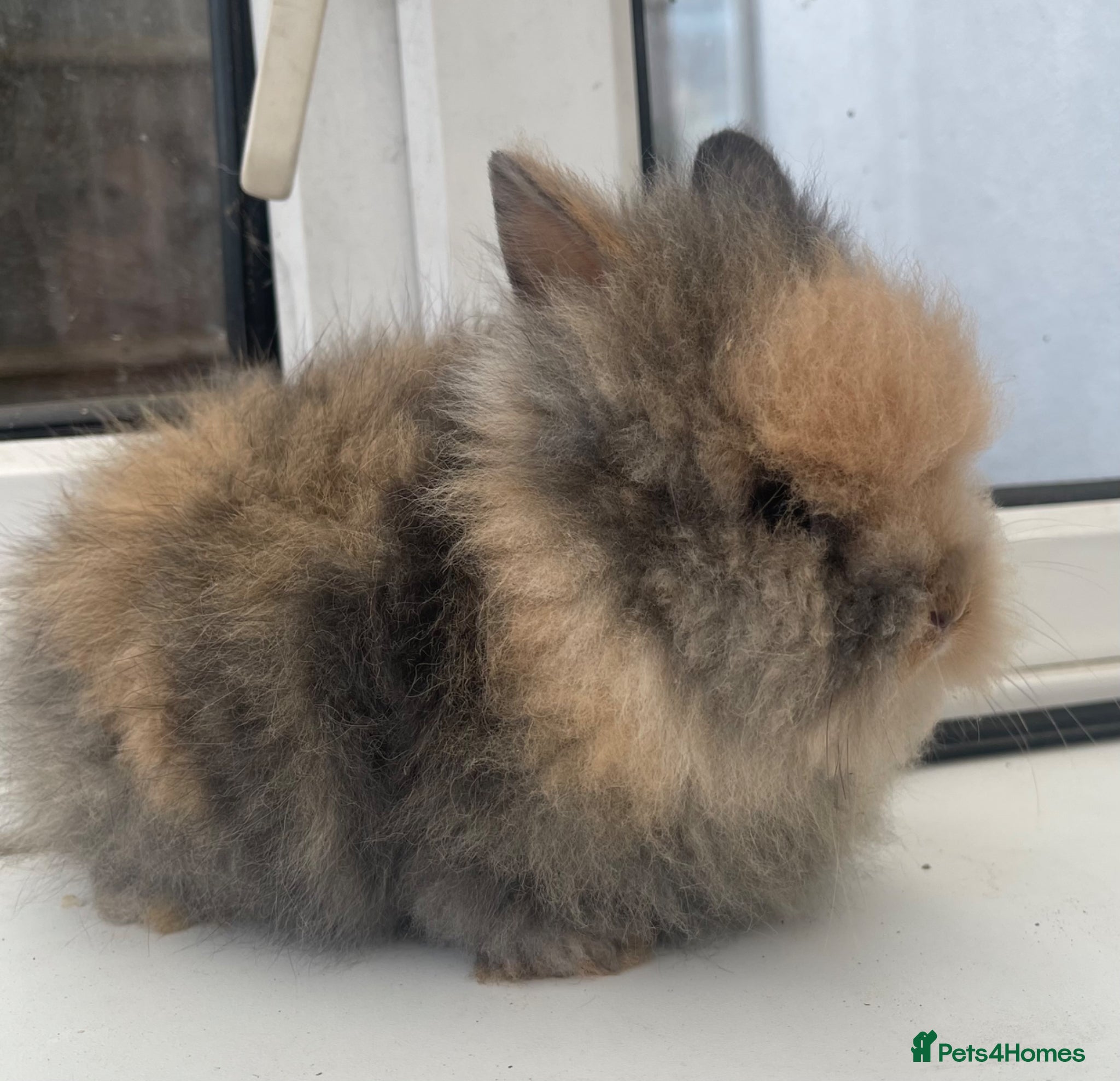 Lionhead rabbits Beautiful purebred double maned baby bunnies 🐰  - Advert 1