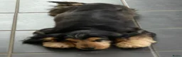 Cocker Spaniel dogs for stud: Beautiful Proven Stunning Show. Cocker  - Advert 5