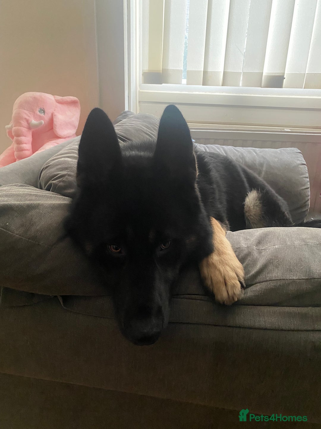 Shepsky dogs for sale: Shepsky apollo - Advert 1