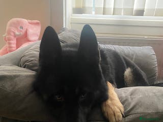 Shepsky dogs Shepsky apollo - Advert 1