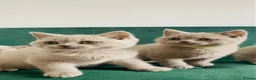 British Shorthair cats for sale: GCCF -SPECTACULAR  -British Shorthair kittens  - Advert 5