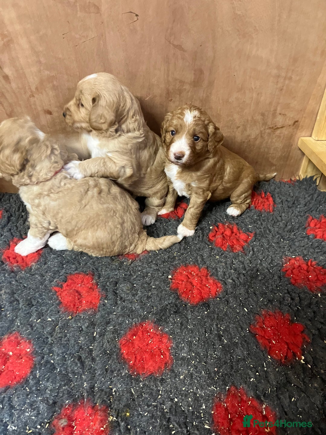 Australian Labradoodle dogs for sale: Stunning miniature Australian labradoodles - Image 5