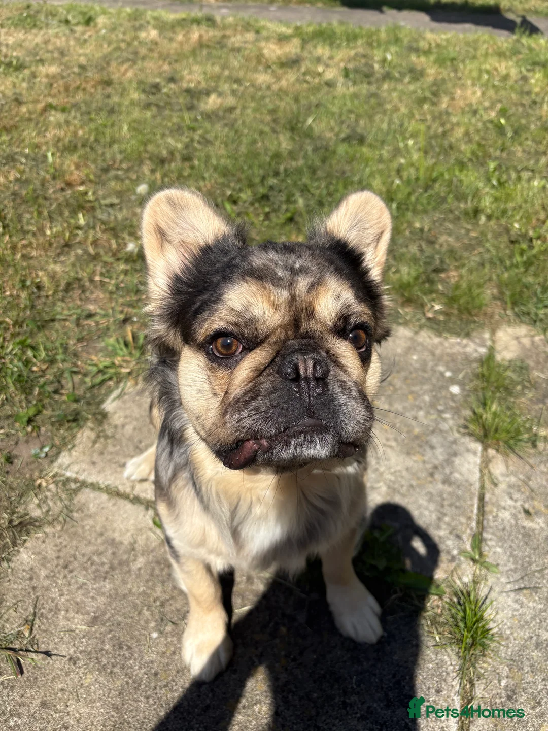 French Bulldog dogs for stud: GIMLI THE GREAT FOR STUD - Advert 5