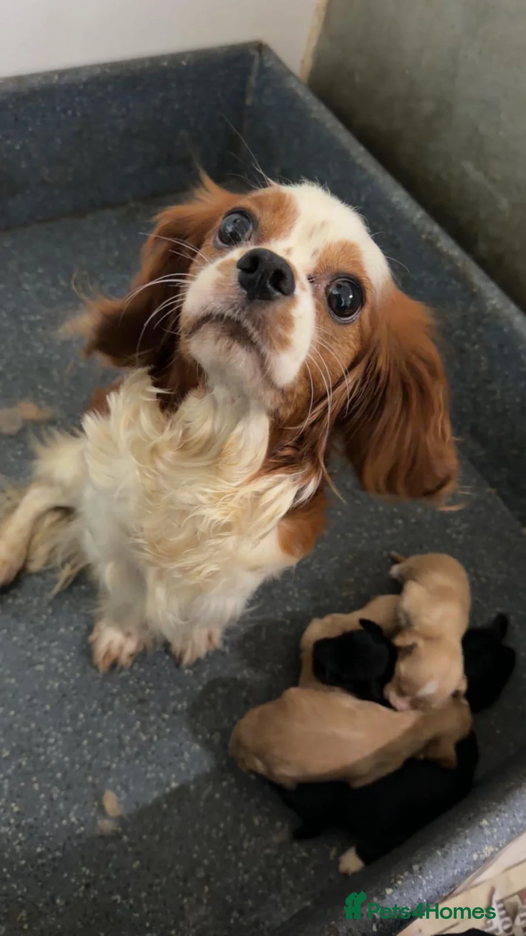 Cavapoo dogs for sale: Female Cavapoos looking for their forever homes  - Advert 2