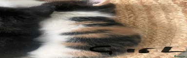 Himalayan Kitten 4