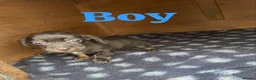 Mixed Breed dogs for sale: Parson Russell terrier cross chihuahua puppys  in Belfast - Advert 4