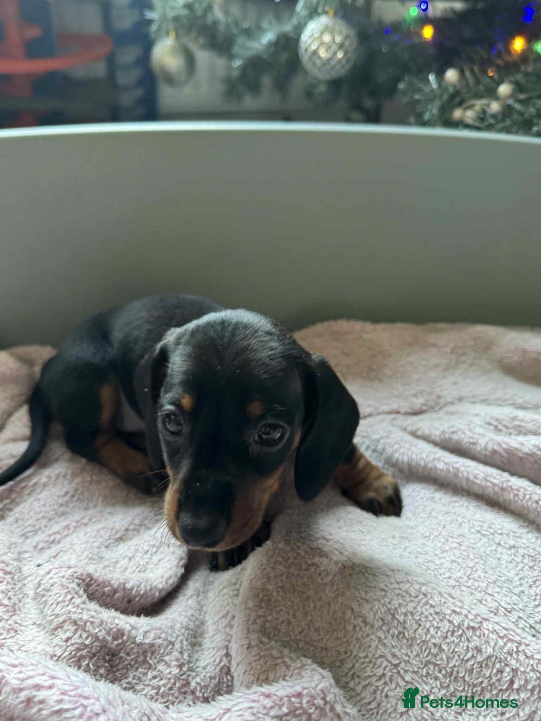 Miniature Dachshund dogs for sale: My family dogs have had a litter of 5  - Advert 5
