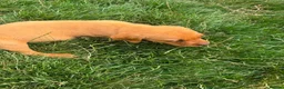 Labrador Retriever dogs for sale: Last Fox Red Girl Remaining, Health Checked - Advert 6