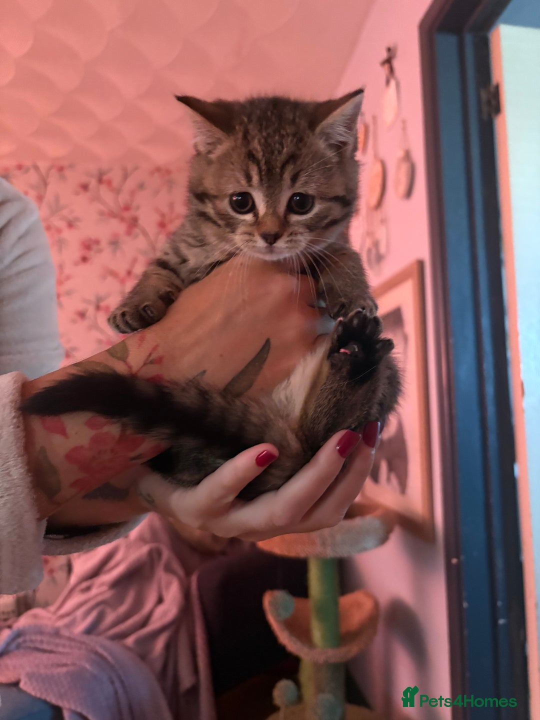 British Shorthair cats for sale: 6 Gorgeous British Shorthairs for sale  - Image 17