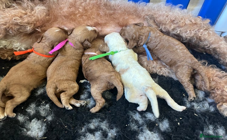 Cavapoo dogs - Advert 1