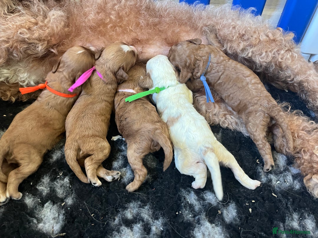 Cavapoo dogs for sale: Top Class Extensively tested F1b Toy Cavapoo pups - Image 2