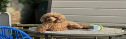 Toy Poodle dogs for sale: KC Reg, H/T Proven Red Toy Poodle - Advert 5