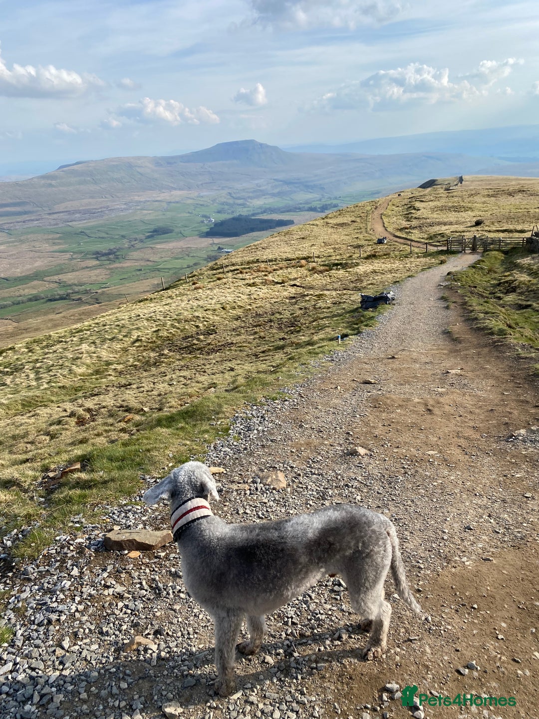 Mixed Breed dogs for sale: Beautiful Bedlington/Greyhound Cross  - Advert 19