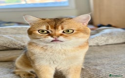 Scottish Fold cats for stud: Scottish Straight for Stud - Image 2