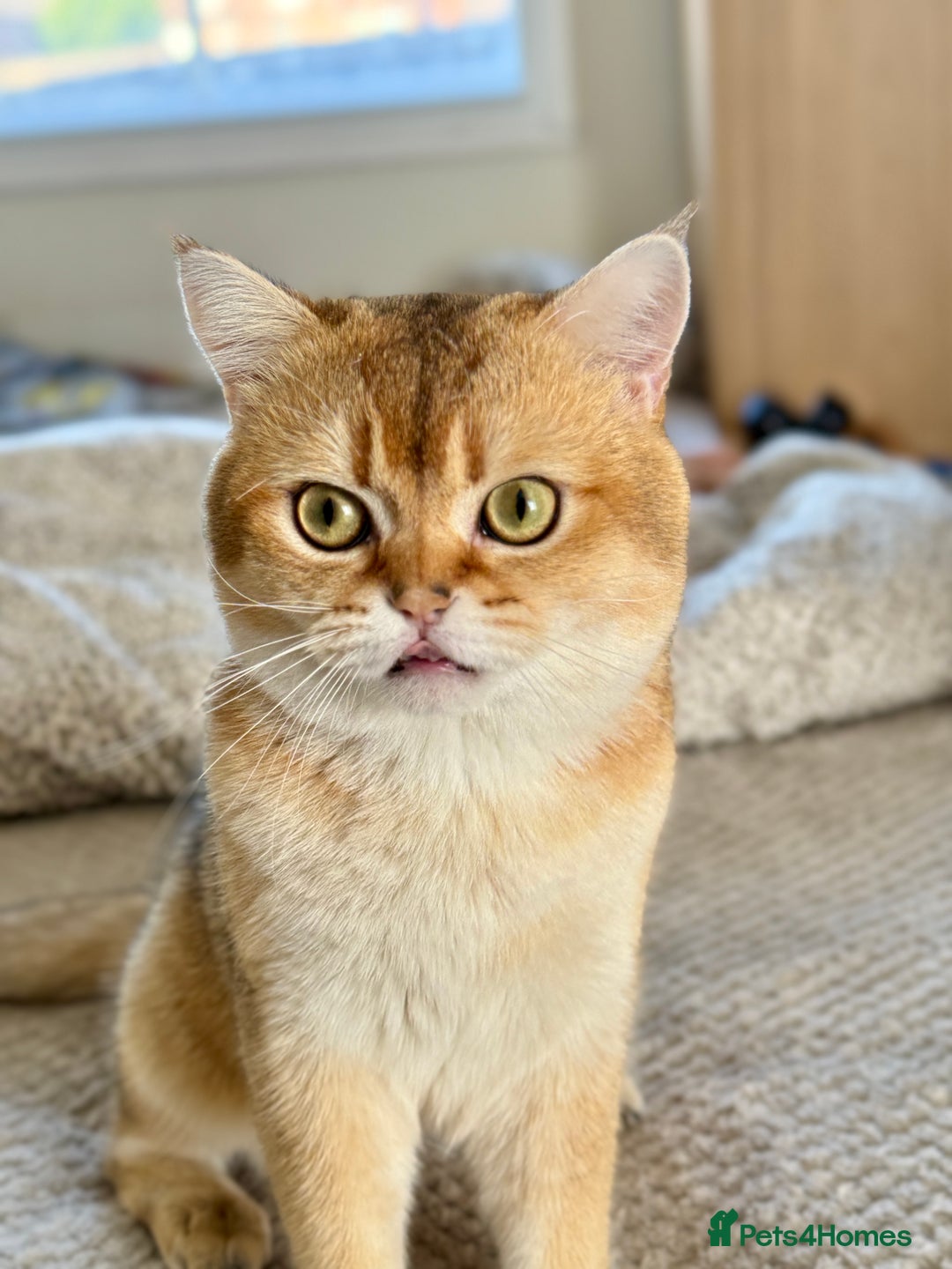 Scottish Fold cats for stud: Scottish Straight for Stud - Image 2