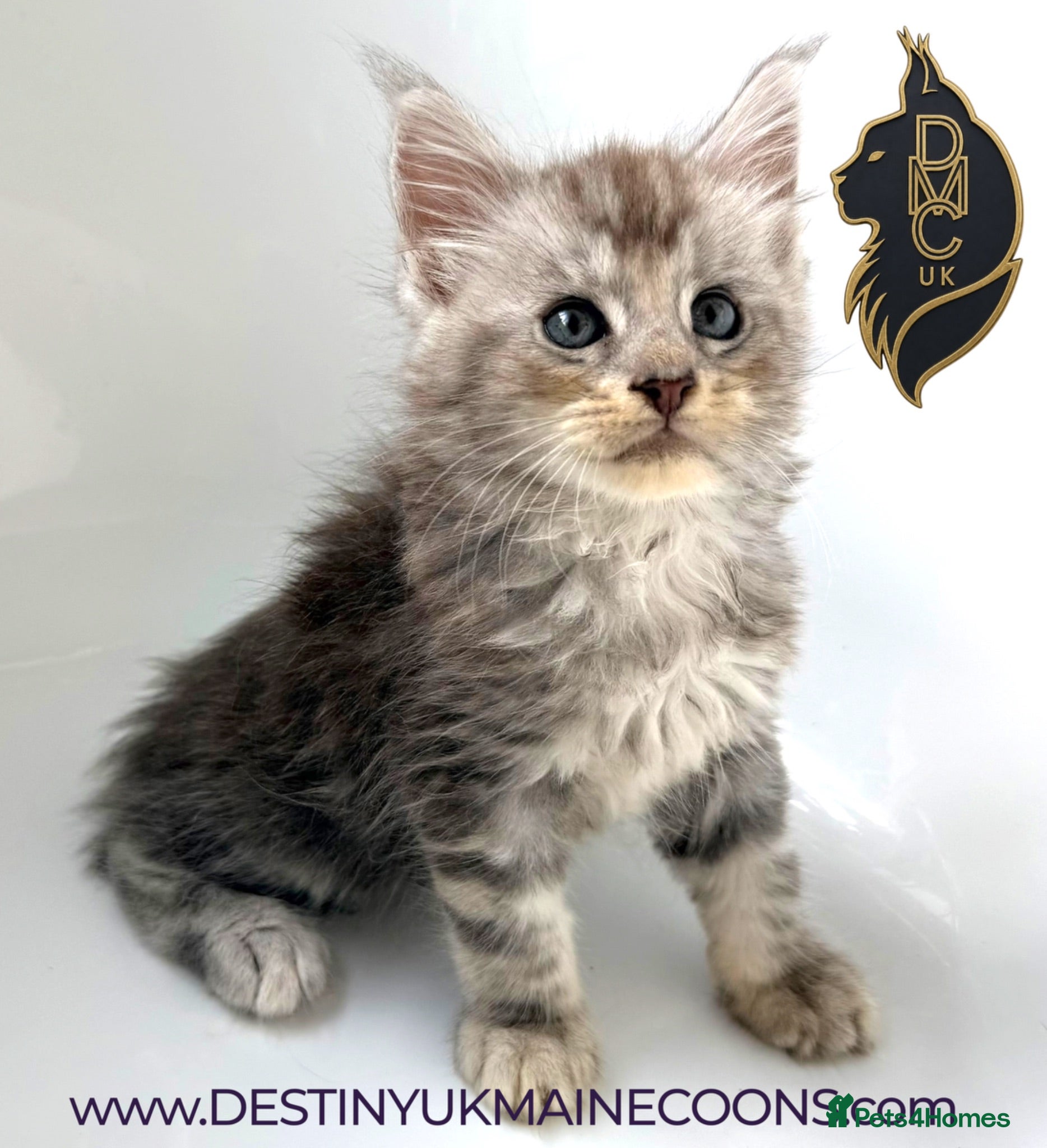 Maine Coon cats Full Pedigree Silver Maine Coon Kittens - Advert 7