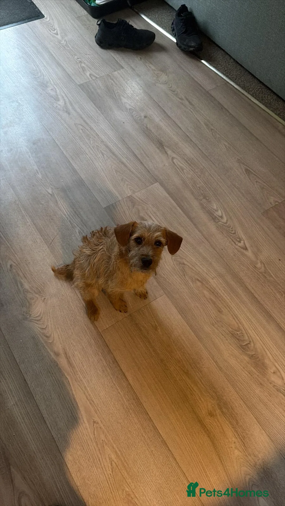Mixed Breed dogs for sale: Plumber terrier cross jack russell(girl) - Advert 1