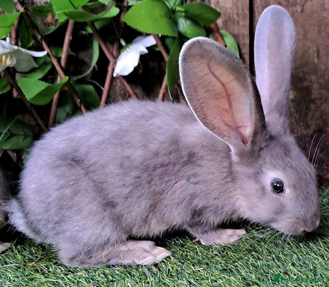 Continental Giant rabbits for sale: Continental Giant Babies  - Vaccinated - RESERVE  - Image 7