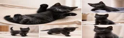 Mixed Breed cats for sale: 4 Kittens – Available 1st August | 3 Boys & 1 Girl in Melksham - Advert 6