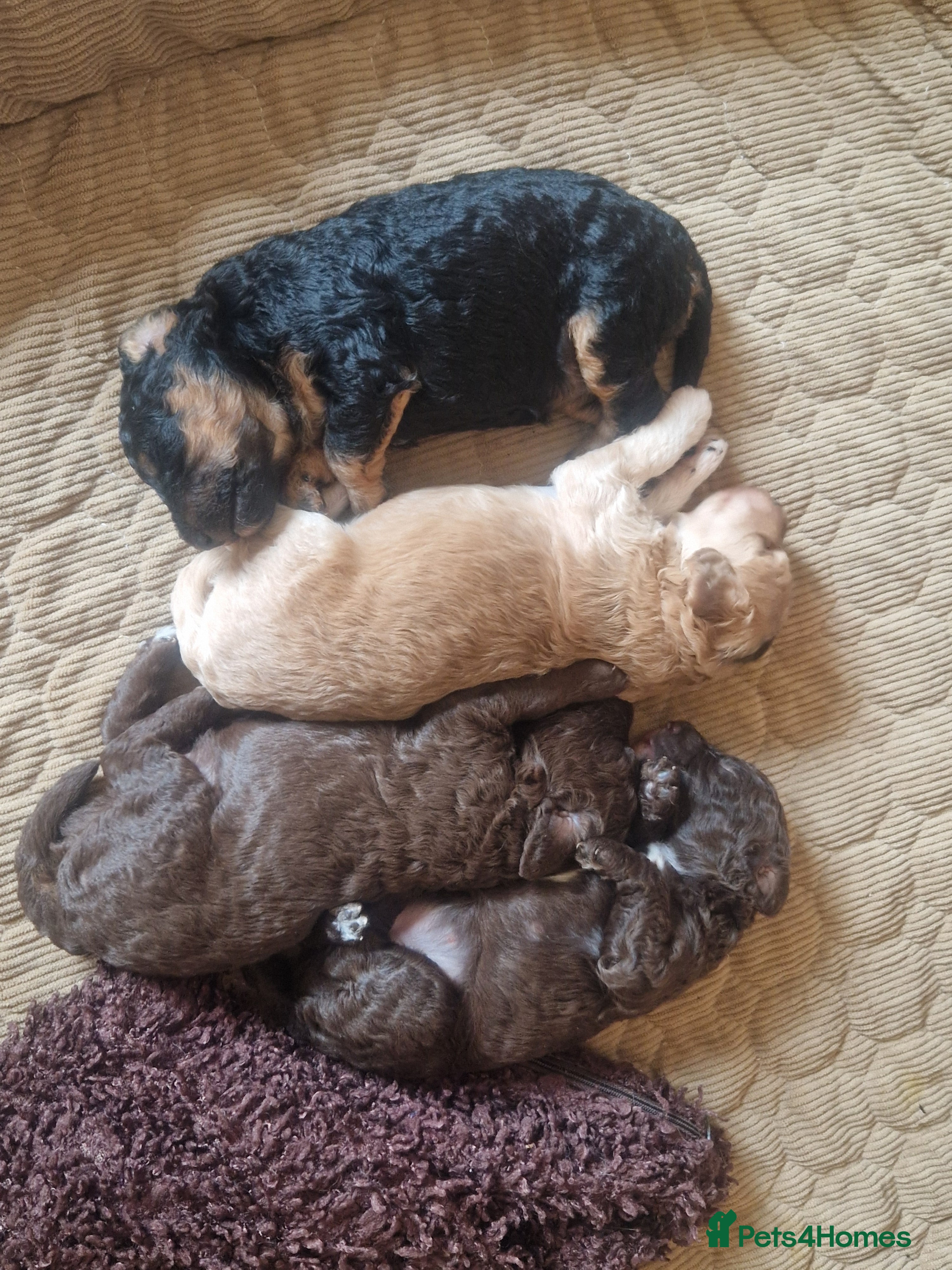 Cockapoo dogs F1B cockapoo puppies 2 boys 1 girl  - Advert 2