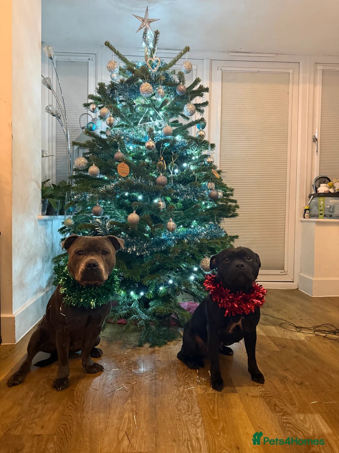 Staffordshire Bull Terrier dogs for sale: Pedigree Staffordshire bull terrier pups  - Advert 8