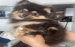 Pomeranian dogs for sale: High quality Pomeranian puppies  - Image 15