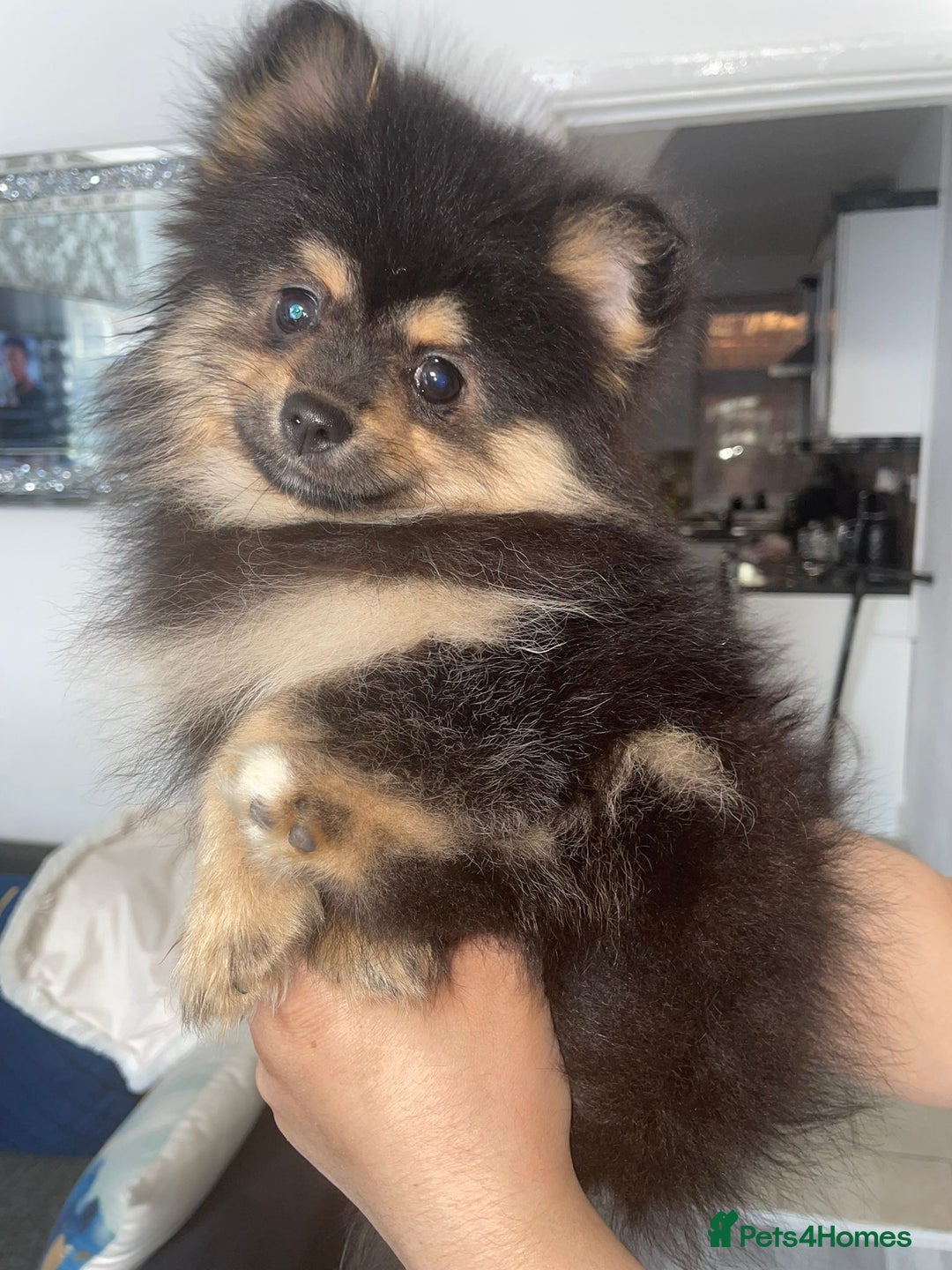 Pomeranian dogs for sale: High quality Pomeranian puppies  - Image 15