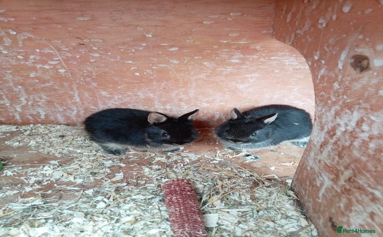 Netherland Dwarf rabbits - Advert 14