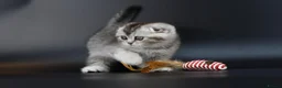 Scottish Fold cats for sale: LICENSED CATTERY PURE BREED TOP QUALITY KITTENS - Advert 30
