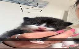 Domestic Shorthair cats for sale: Domestic short hair kittens - Image 3