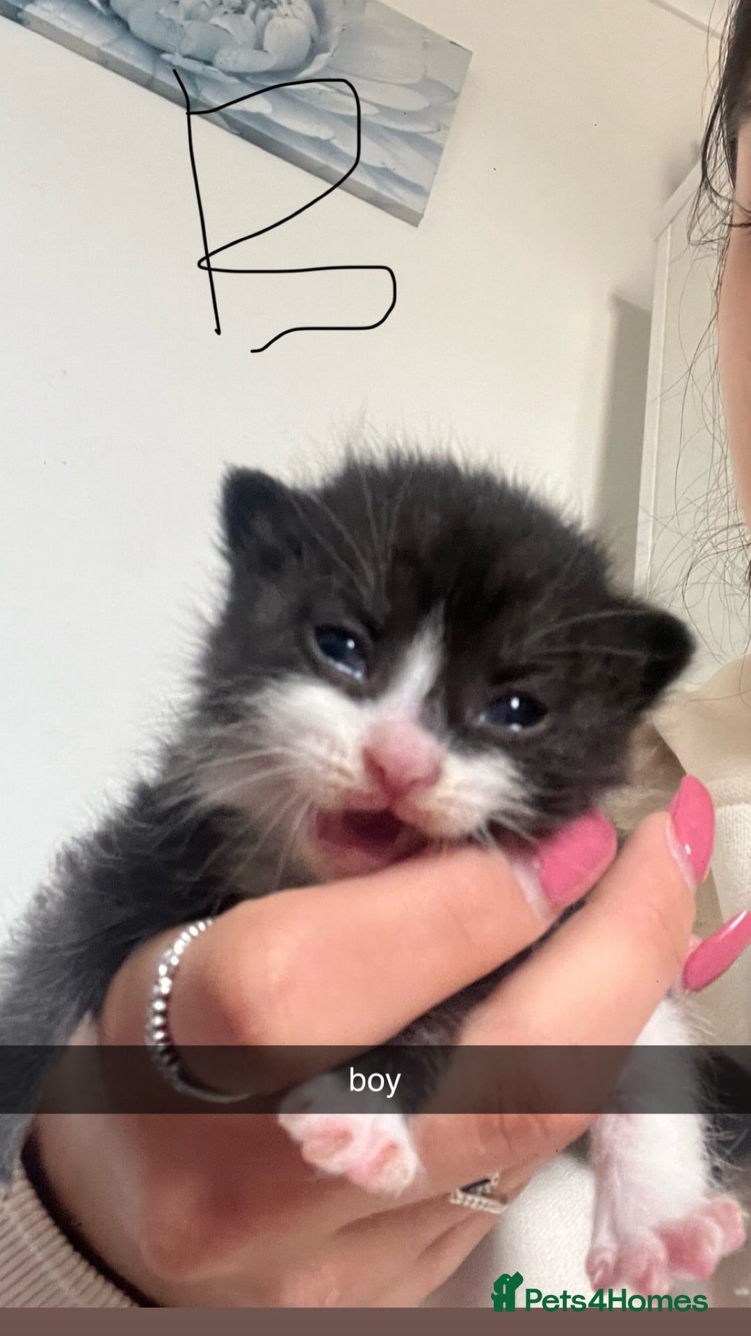 Domestic Shorthair cats for sale: Domestic short hair kittens - Image 3