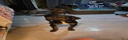 Bandog dogs for sale: Nala  in London - Advert 2