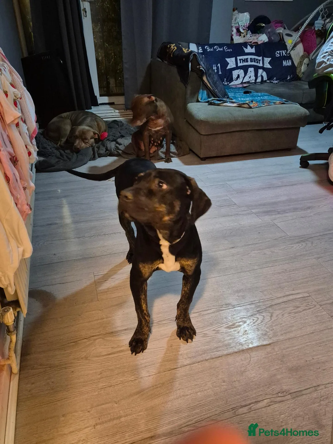 Bandog dogs for sale: Nala  in London - Advert 2