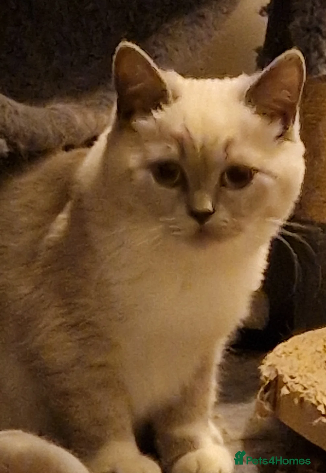 British Shorthair cats for sale: Beautiful Shorthair Kittens  - Advert 1