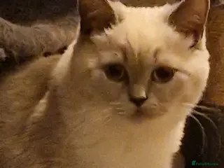 British Shorthair cats Beautiful Shorthair Kittens - Advert 17