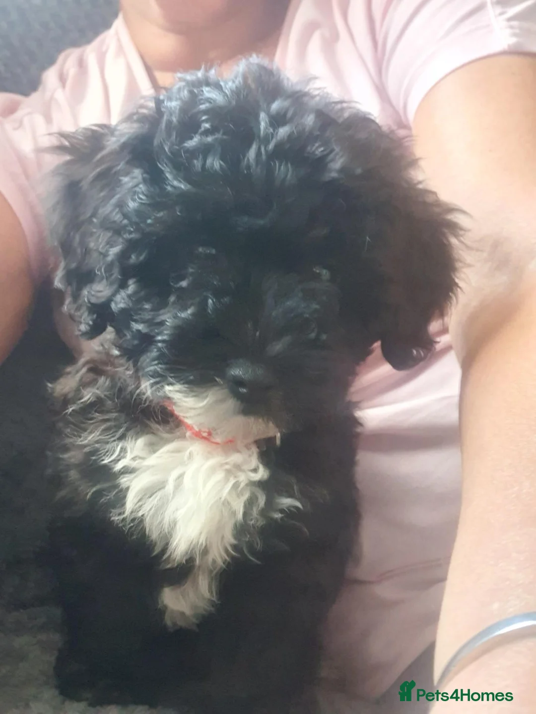 Poochon dogs for sale: Beautiful cuddly female Poochon in Gloucester - Advert 3