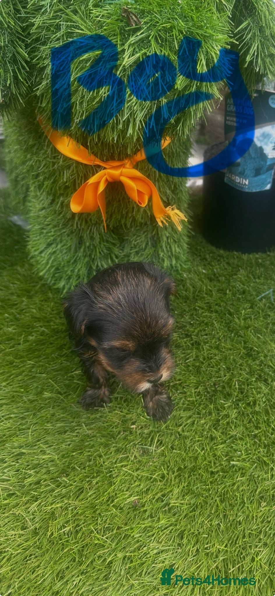 Yorkshire Terrier dogs Yorkie Biewer - Advert 2