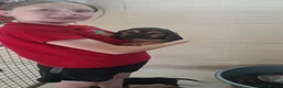 Bloodhound dogs for sale: Bloodhound Puppies - Advert 10