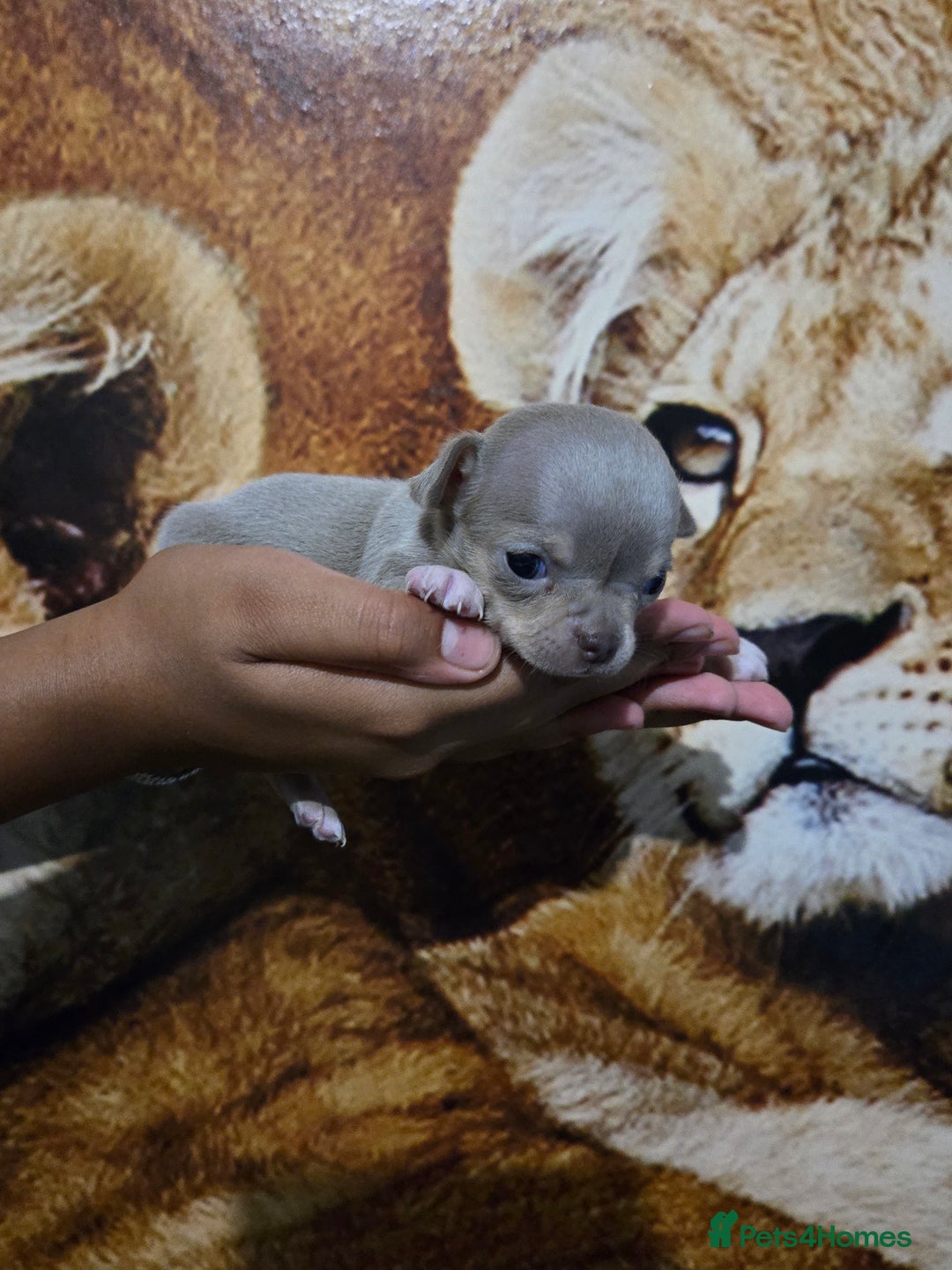 Chihuahua dogs for sale: Gorgeous Chihuahua Puppies Looking 4 Forever Homes - Image 36