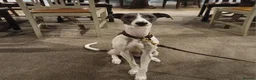 Whippet dogs for sale: Beddlington whippets  - Advert 1