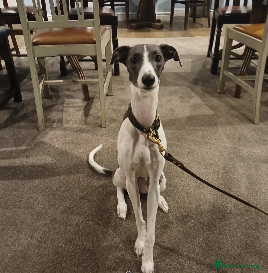 Whippet dogs for sale: Beddlington whippets  - Advert 1