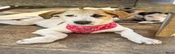 Mixed Breed dogs for adoption: Bubbly Bailey - Advert 4