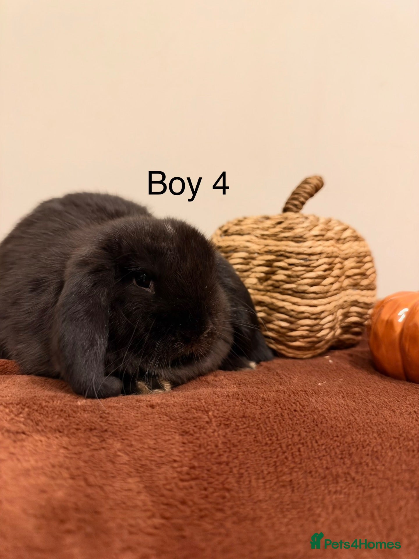 Mini Lop rabbits READY TO GO, Mini Lop Boys🐰✨ - Advert 2