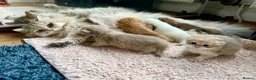 British Longhair cats for sale: Champion lines british longhair kittens - Advert 9