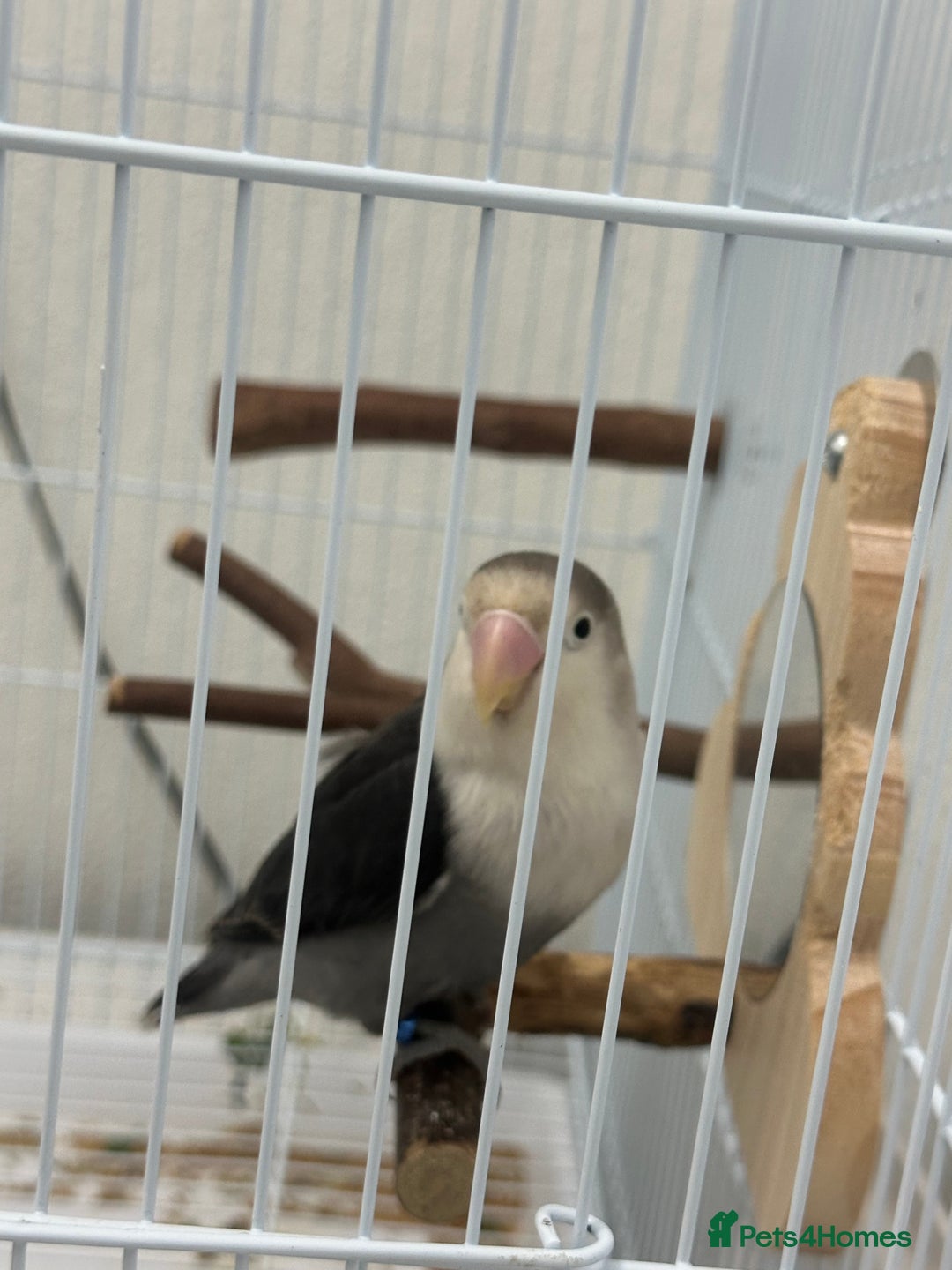 Lovebirds birds for sale: Lovebird - + cage/food - Advert 1