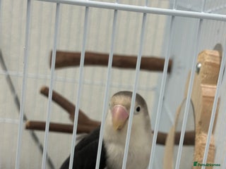 Lovebirds birds Lovebird - + cage/food - Advert 2